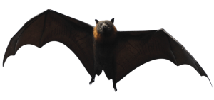 bat
