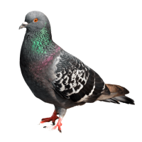 pigeon