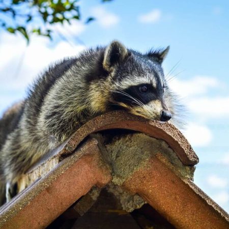 raccoon on roof