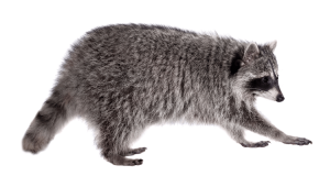 RaccoonRemoval_911WildlifePros_Hamilton