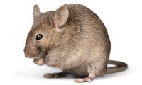 rodent control