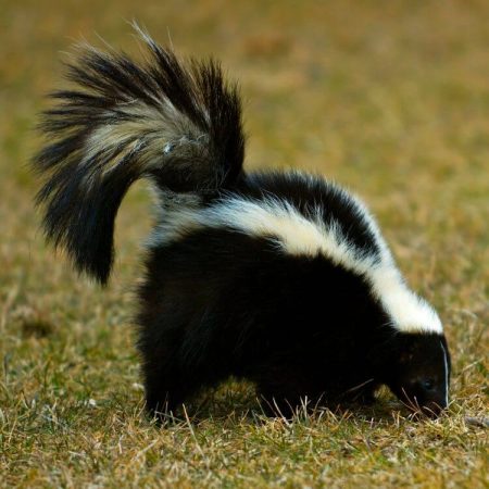 skunk under structure