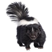 skunk nuisance