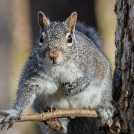 squirrel on tree