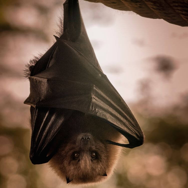 bat in basement